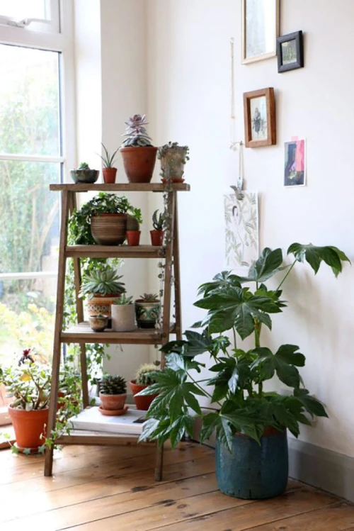 Decorating with Plants