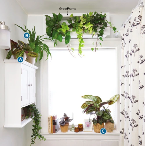 Decorating with Plants