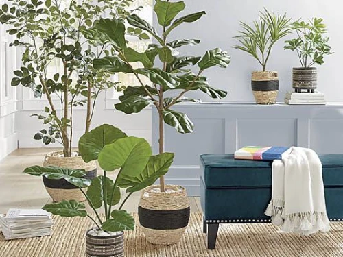 Decorating with Plants