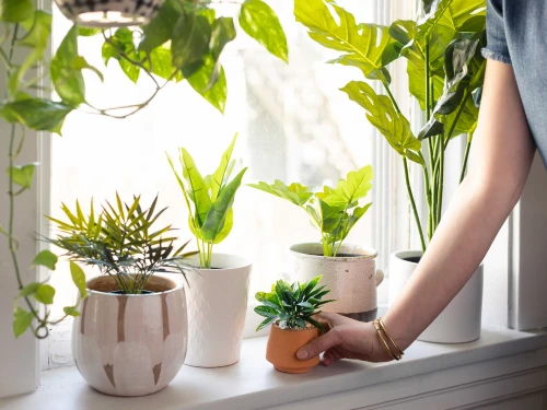 Decorating with Plants