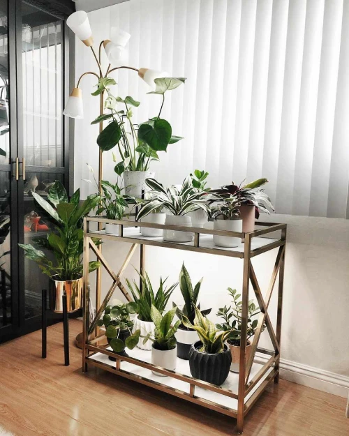 Decorating with Plants