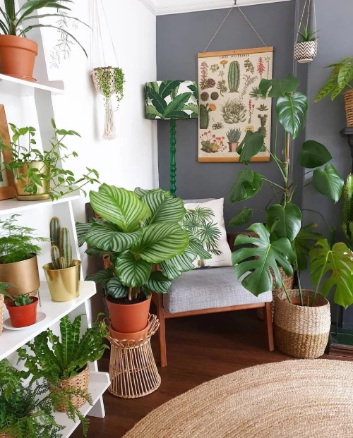 Decorating with Plants