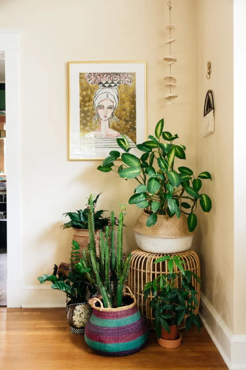 Decorating with Plants