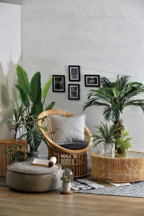 Decorating with Plants