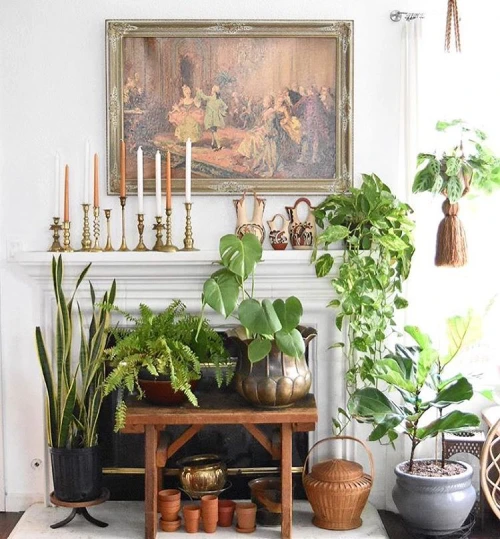 Decorating with Plants