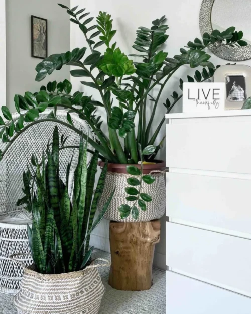 Decorating with Plants