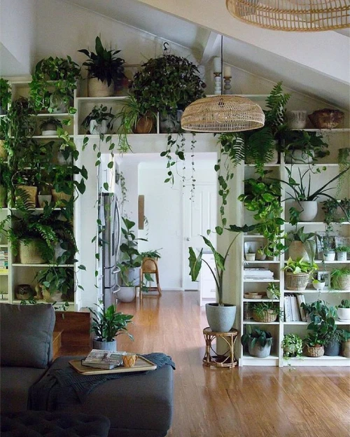 Decorating with Plants