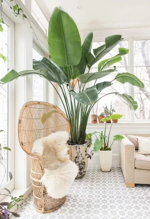 Decorating with Plants Hardy Banana Plants for Decoration