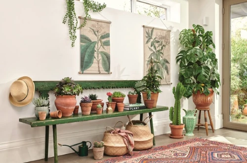 Decorating with Plants