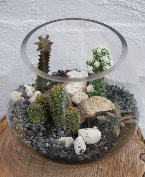 Cactus glass vases indoors, the bedroom is table plant decor ideas