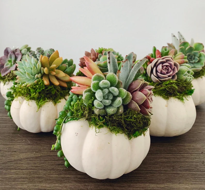 Succulent Pumpkin Centerpiece - Faux Pumpkin - Thanksgiving Centerpieces