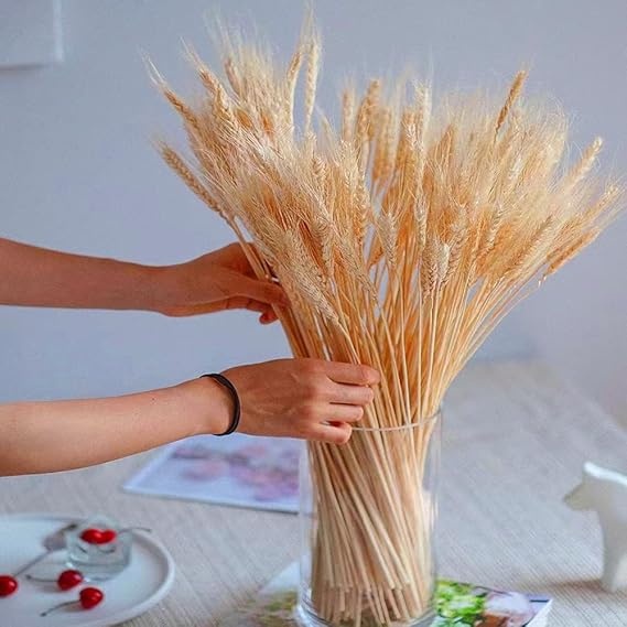Dried Wheat Stalks 180 Stems Natural Dried Wheat Ears Sheaves Bouquet Bunch Dried Wheat Sheaves