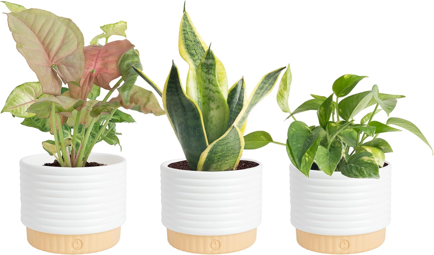 Live Indoor Plants in Decorative Pots